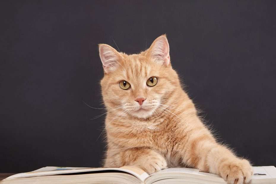 Gato anaranjado mirando a cámara sobre un libro abierto, símbolo de inteligencia y misterio en la novela negra y el thriller.