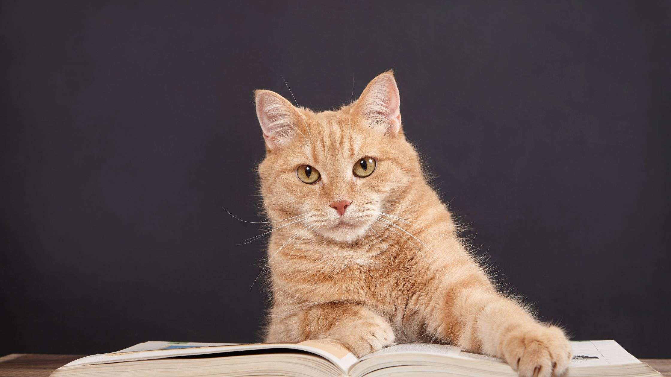 Gato anaranjado mirando a cámara sobre un libro abierto, símbolo de inteligencia y misterio en la novela negra y el thriller.